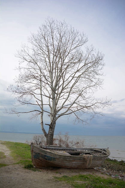 Hermosa foto de un viejo barco de madera bajo el árbol desnudo cerca del océano