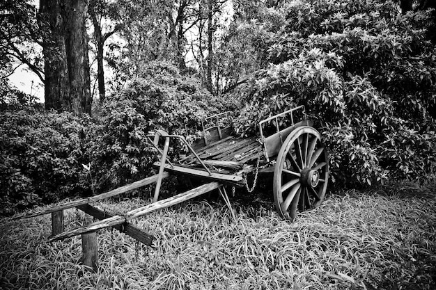 Hermosa foto de un viejo carro de caballos roto cerca de los árboles en blanco y negro