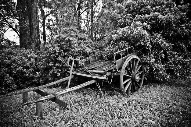 Hermosa foto de un viejo carro de caballos roto cerca de los árboles en blanco y negro