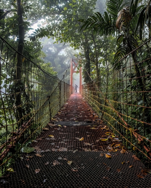 Hermosa foto de un viejo puente en medio del bosque