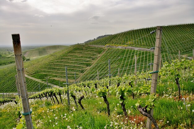 Hermosa foto de viñedos verdes montañosos bajo un cielo nublado en la ciudad de Kappelrodeck
