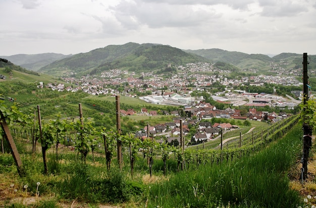 Hermosa foto de viñedos verdes montañosos con el fondo de la ciudad de Kappelrodeck