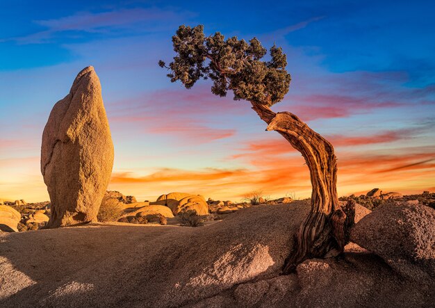 Hermosa foto de una zona desierta con una roca y un árbol de sabal palmetto aislado