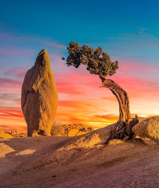 Hermosa foto de una zona desierta con una roca boulder y un árbol sabal palmetto aislado