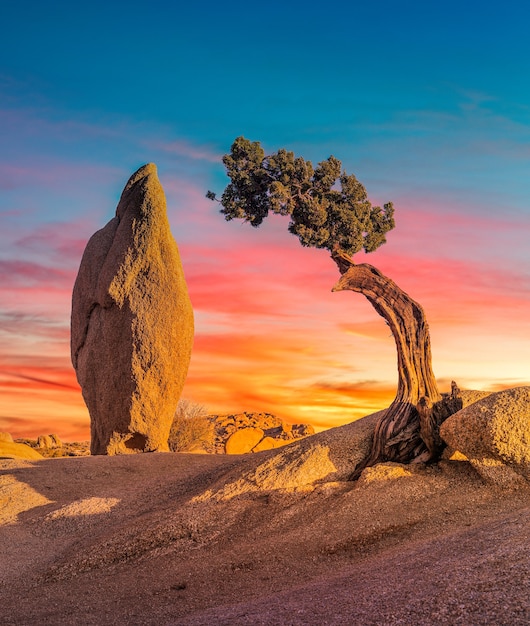 Hermosa foto de una zona desierta con una roca boulder y un árbol sabal palmetto aislado