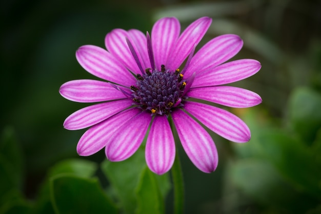 Hermosa fotografía macro de un Cape Daisy púrpura en un jardín.