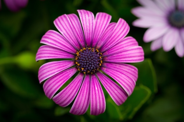 Hermosa fotografía macro de un Cape Daisy púrpura en un jardín.