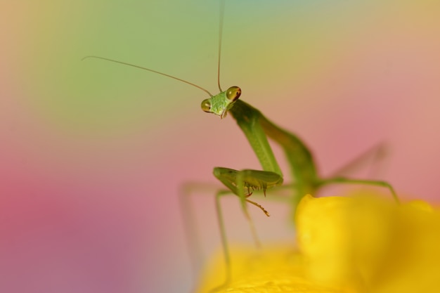 Hermosa fotografía macro de una mantis verde sobre una flor amarilla