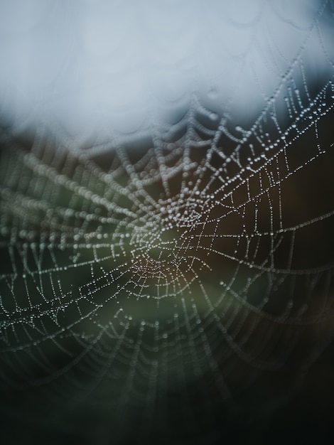 Hermosa fotografía macro de una telaraña en un bosque