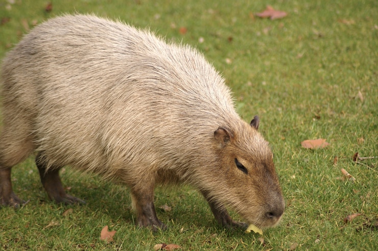 Foto gratuito una hermosa fotografía de un mamífero capibara caminando por la hierba en el campo