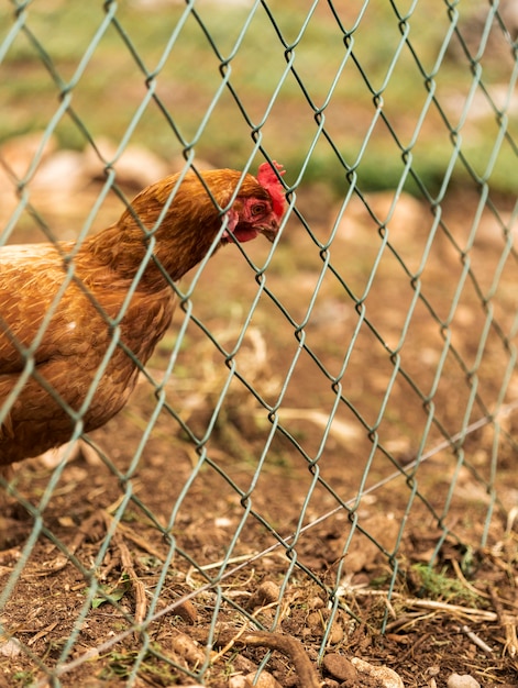 Hermosa gallina detrás de la valla