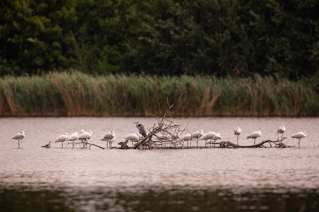 Hermosa garza gris en el prado pájaro maravilloso en el hábitat natural