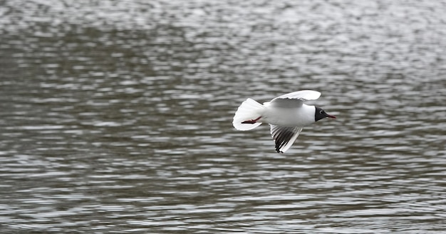 Hermosa gaviota de cabeza negra en el mar