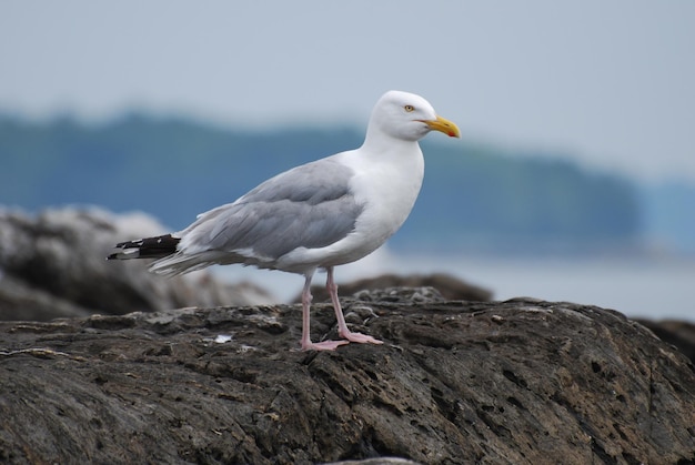 Foto gratuita hermosa gaviota de pie sobre una roca en la costa de maine.