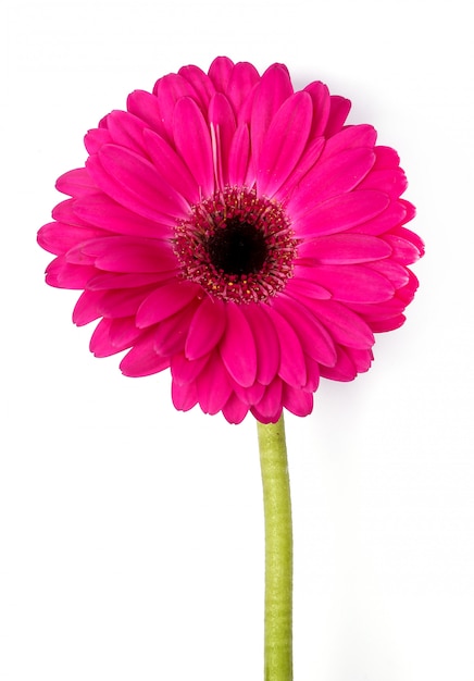 Hermosa gerbera en blanco