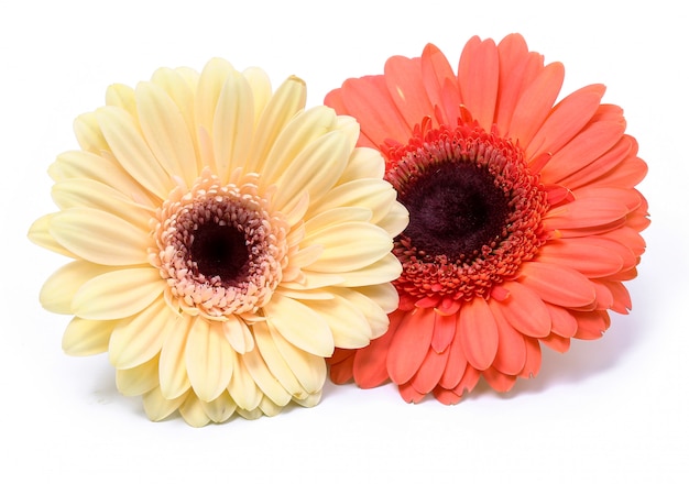 Hermosa gerbera en blanco