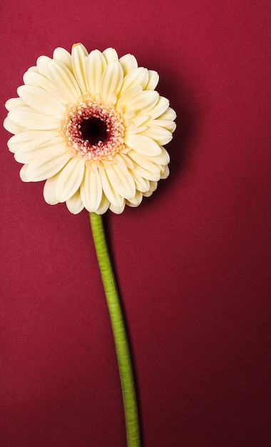 Hermosa gerbera en borgoña