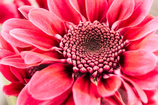 Hermosa gerbera brillante que florece