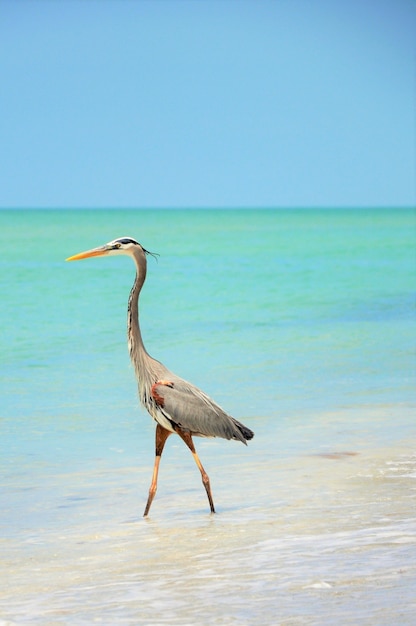 Foto gratuita hermosa gran garza azul de pie en la playa disfrutando del clima cálido