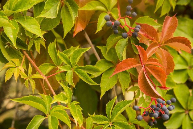 Hermosa hiedra Parthenocissus quinquefolia. Se aferran hojas rojas, amarillas, verdes del otoño en la pared de piedra.