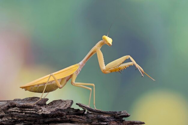 Hermosa Hierodula sp mantis religiosa dorada posición de autodefensa en insecto de primer plano de madera