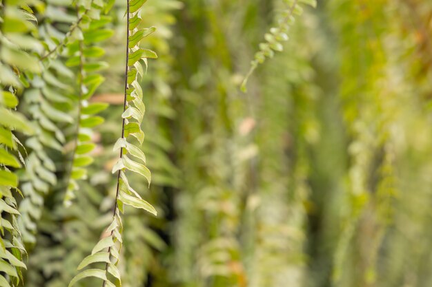 Hermosa hoja de bokeh verde