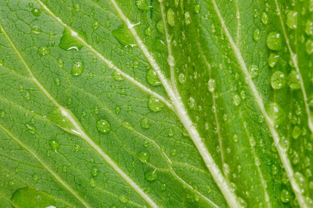 Hermosa hoja verde con primer plano de gotas de agua