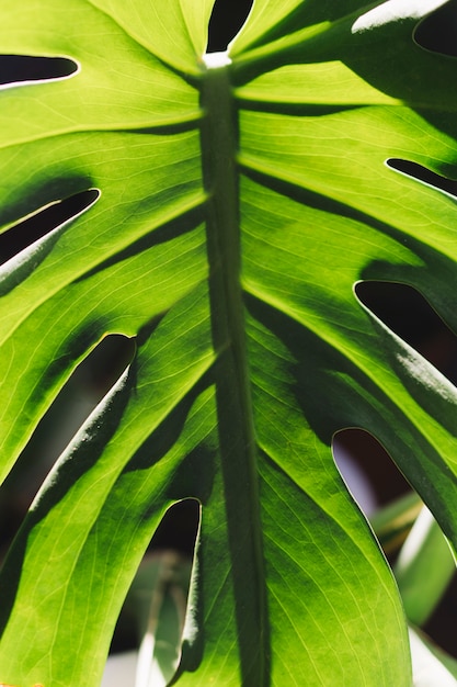 Hermosa hoja verde