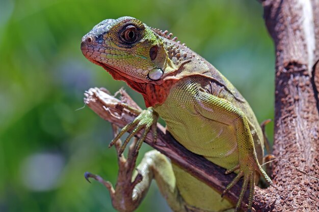 Hermosa iguana roja en primer plano de animales de madera