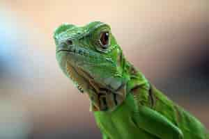 Foto gratuita hermosa iguana verde closeup cabeza en madera animal closeup