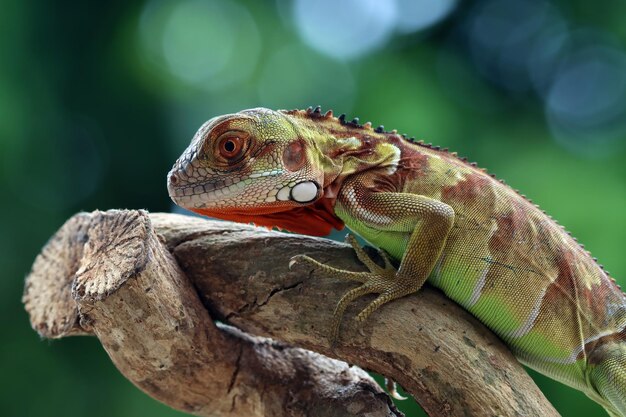 Hermosa iguana verde closeup cabeza en madera animal closeup