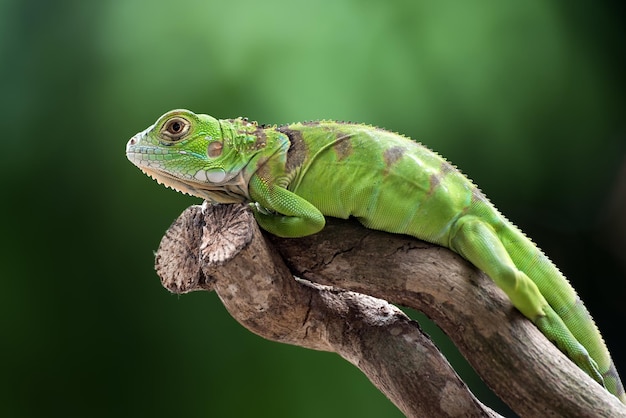 Hermosa iguana verde closeup cabeza en madera animal closeup