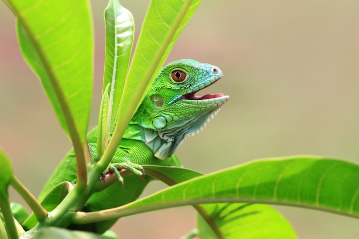 Foto gratuito hermosa iguana verde en rama