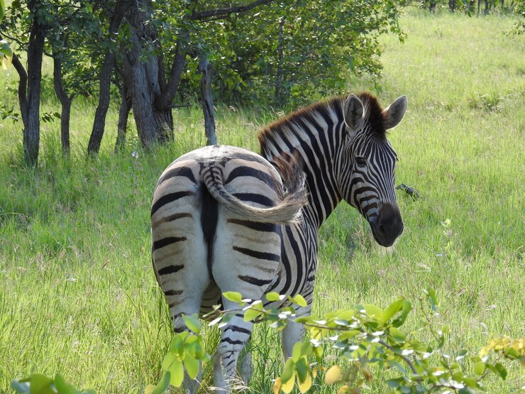 Foto gratuito hermosa imagen de una cebra en un campo en sudáfrica