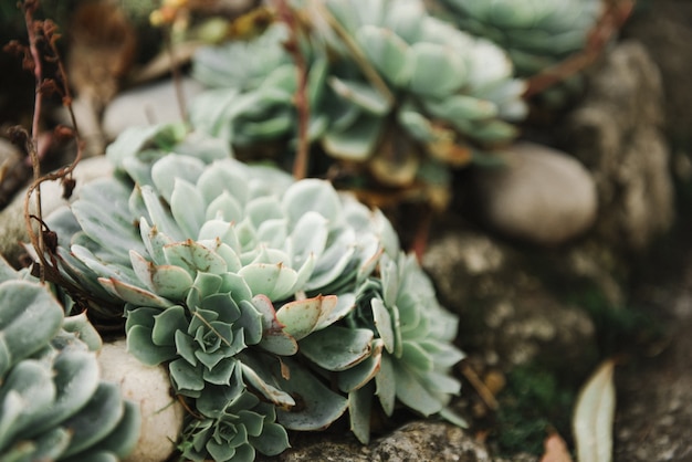 Foto gratuita hermosa imagen de diferentes cactus en la arena.