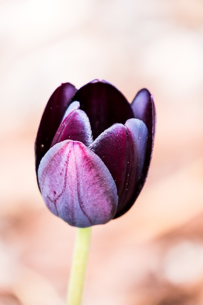 Hermosa imagen macro de un tulipán morado de terciopelo - Fondo de pantalla perfecto para teléfonos