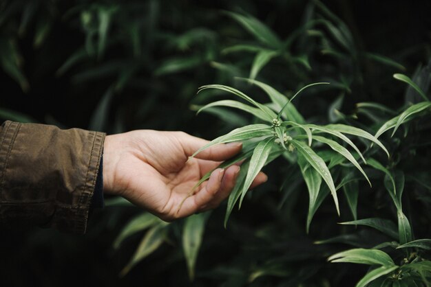 Hermosa imagen de una mano femenina sosteniendo una hoja verde contra una vegetación