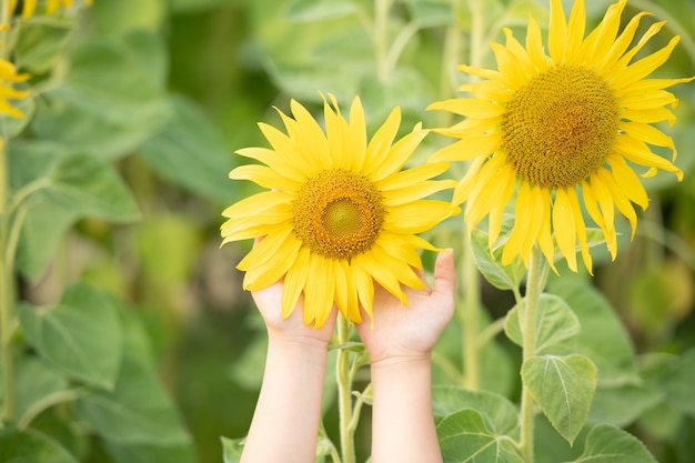 hermosa imagen soleada de girasol en manos femeninas, planta que crece entre otros girasoles.