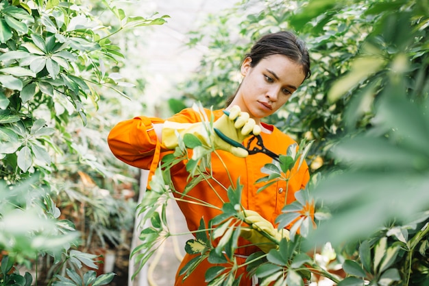 Hermosa jardinera femenina podando plantas con tijeras de podar.