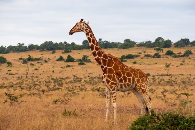 Hermosa jirafa en medio de la selva en Kenia, Nairobi, Samburu