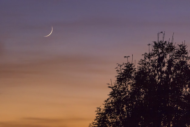 Hermosa luna en el cielo colorido sobre los árboles