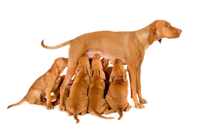 Hermosa madre húngara Vizsla amamantando a sus cachorros sobre una superficie blanca