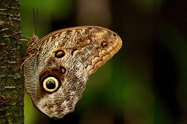 Hermosa mariposa en un árbol