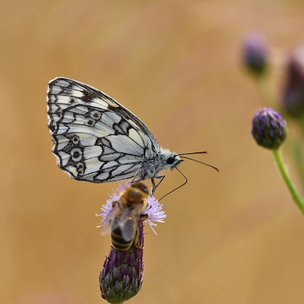 Hermosa mariposa colorida sentado en flor en la naturaleza. Día de verano con sol fuera en el Prado. Columna