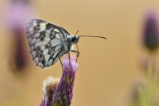 Foto gratuita hermosa mariposa colorida sentado en flor en la naturaleza. día de verano con sol fuera en el prado. columna