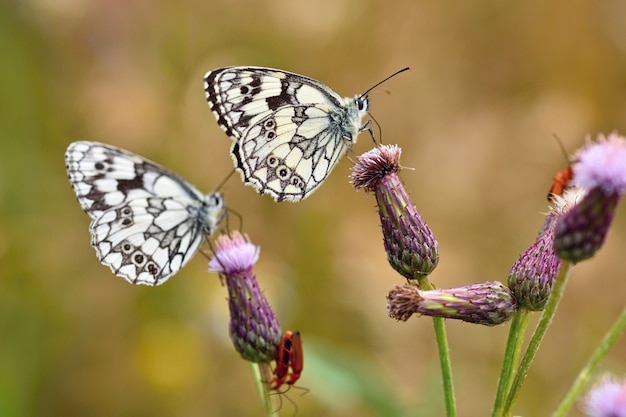 Hermosa mariposa colorida sentado en flor en la naturaleza. Día de verano con sol fuera en el Prado. Columna