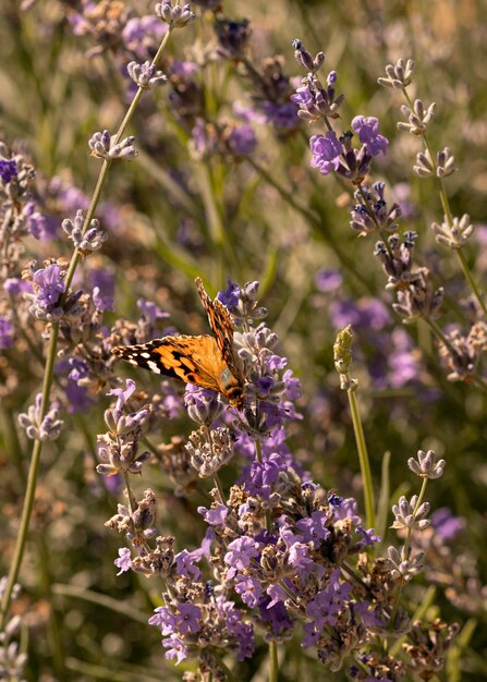 Hermosa mariposa en concepto de naturaleza