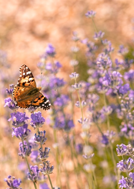 Hermosa mariposa en concepto de naturaleza