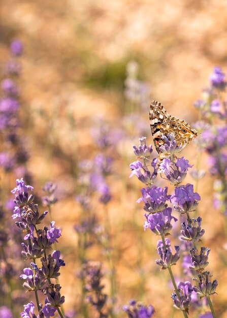 Hermosa mariposa en concepto de naturaleza