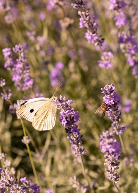 Hermosa mariposa en concepto de naturaleza